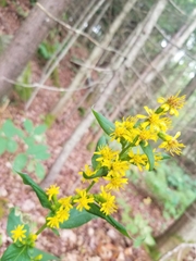 Solidago macrophylla