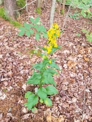 Solidago macrophylla