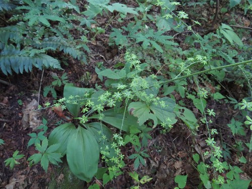 Melanthium parviflorum (Melanthium parviflorum)
