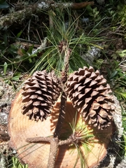 Pinus pseudostrobus apulcensis