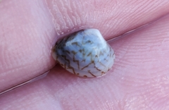 Transennella conradina