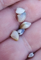 Transennella conradina