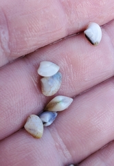 Transennella conradina