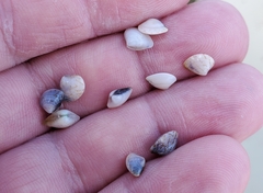 Transennella conradina