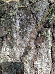 Pinus pseudostrobus apulcensis