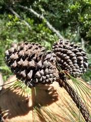 Pinus pseudostrobus apulcensis