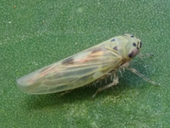 Macrosteles laevis