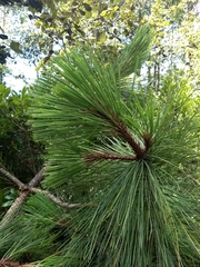 Pinus pseudostrobus apulcensis