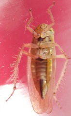 Macrosteles quadrilineatus