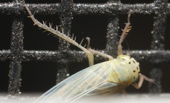 Macrosteles quadrilineatus
