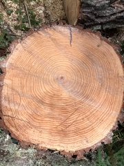 Pinus pseudostrobus apulcensis