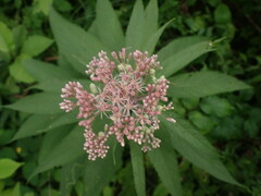 Anthodiplosis eutrochii