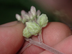 Anthodiplosis eutrochii