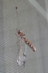 Ululodes quadripunctatus