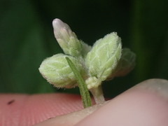 Anthodiplosis eutrochii