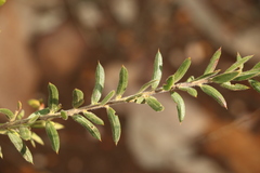 Daviesia filipes