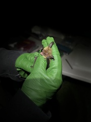 Myotis auriculus
