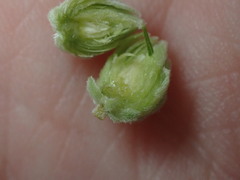 Anthodiplosis eutrochii