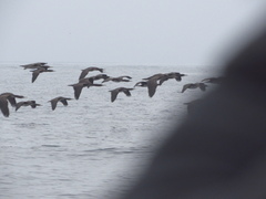 Leucocarbo bougainvillii