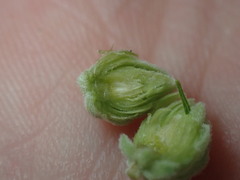 Anthodiplosis eutrochii