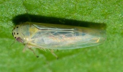 Macrosteles quadrilineatus