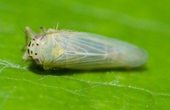 Macrosteles quadrilineatus