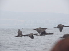 Leucocarbo bougainvillii