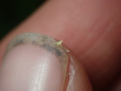 Anthodiplosis eutrochii