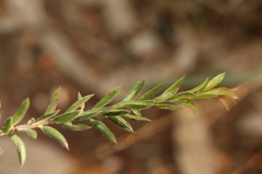 Daviesia filipes