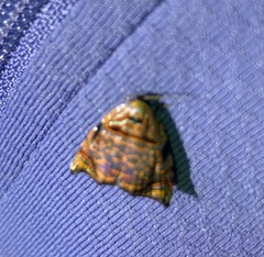 Chamaepsichia durranti