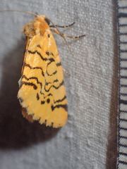Chrysoecia atrolinea