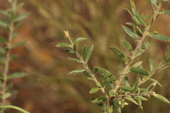 Daviesia filipes