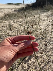 Juncus breweri