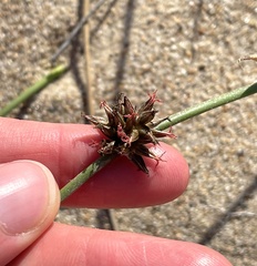 Juncus breweri