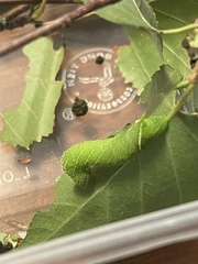 Paonias excaecata