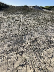 Juncus breweri