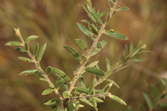 Daviesia filipes