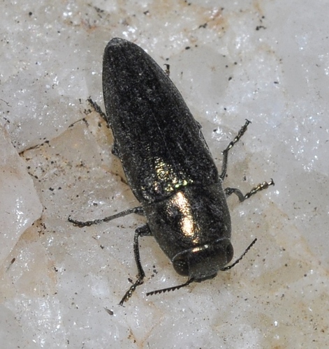 Sphenoptera pilosula · iNaturalist