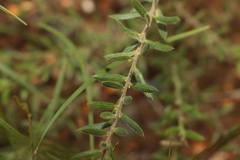 Daviesia filipes