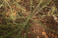 Daviesia filipes