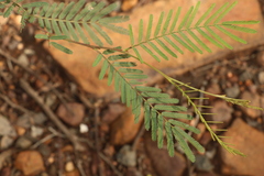 Acacia loroloba