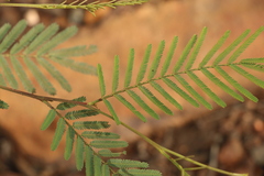 Acacia loroloba