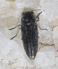 Sphenoptera pilosula