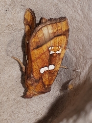 Papaipema pterisii