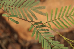 Acacia loroloba