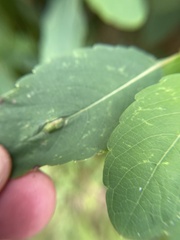Neolasioptera impatientifolia