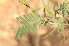 Acacia loroloba