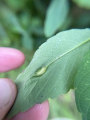 Neolasioptera impatientifolia