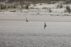 Sternula nereis davisae