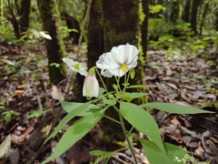 Lycianthes rzedowskii